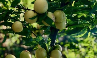 Düşük kalorili bir atıştırmalık: Diyetlerinizde kurtarıcı olacak...