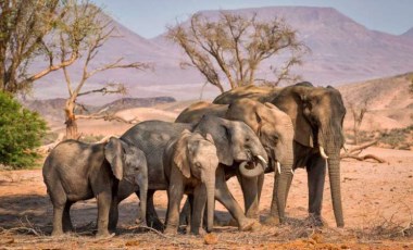 İklim krizi, Afrika'daki yaban hayatı vurdu: 'Fillerin Göçü' başladı