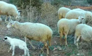 300 kilo kenevir yiyen koyunlar 'kafayı' buldu