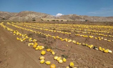 İlk defa ekti, tonlarca ürün elde etti: Dönüm başına 120 kilo!