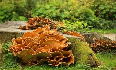 Dünya'da bir ilk: Bitki mantarı bir insana bulaştı