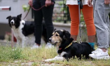 Köpek dışkısı sorununa DNA veri tabanlı çözüm