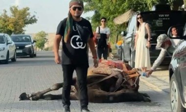 Turistleri gezdiren deve, iş yüküne dayanamadı