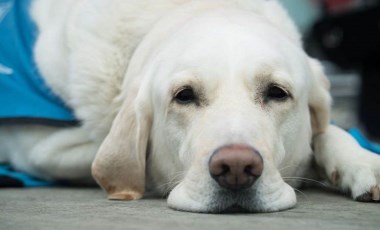 Sokak köpekleri için barınak ve çip vurgusu