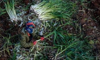 Kışlık sebzenin üretim üssünde hasat sürüyor: Beklenti 280 bin tonun üzerinde