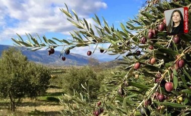 Ulaştırma ve Altyapı Bakanlığı'nın Hatay’daki projesine onay çıktı: Zeytinliklere kıyacaklar!