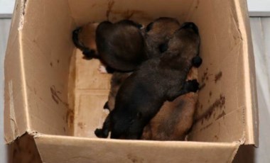 Edirne'de çöpe atılan 5 köpek yavrusunu temizlik işçileri buldu