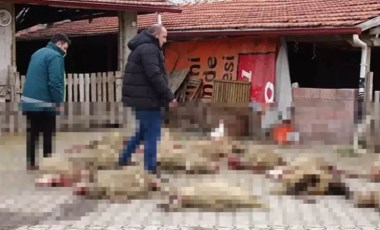 Sokak köpekleri 22 koyunu öldürdü