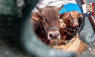 Tarım Bakanlığı'nın hayvancılıkta çareyi yine dış alımda bulmasına tepki artıyor: İthalat çözüm değil sorun