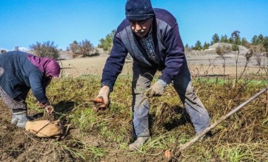 Acıpayam'da hasat başladı! İsmini mahallenin adından alıyor: A vitamini deposu