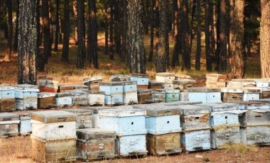 Muğla'da 'Arıcılık Enstitüsü' kurulması için kanun teklifi