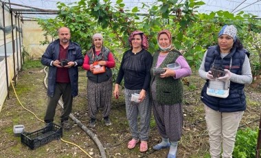 Silifke'de  sürpriz hasat: Tanesi 2,5 liradan satılıyor