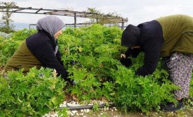 Kas ağrılarını azaltıyor, depresyona iyi geliyor! Yalova'da hasadı başladı... 40 dönüm alanda yetişiyor