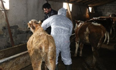 İl tarım müdürlüğünden 'şap' uyarısı