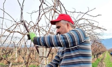 Sarıgöl'de bu kez hasat değil, budama zamanı! Rekolte kaybını önlemek için imha ediyorlar...