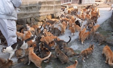 İnsan sayısını 6'ya katladı! Kedi adası Aoshima