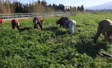 Hatay'da hasat başlıyor! İnsanlar zehirlenmesin diye işçiler günlerce mesai yapıyor...