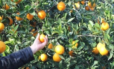 'Bütün okullara mandalina dağıtın'