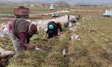 Konya Ovası'nda hasat zamanı: Rengi  ve aroması ile emsali yok! Yılda 500 bin üretim...