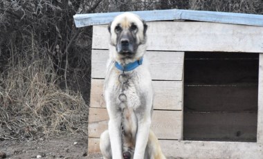 Mevsimler kaydı: 'Kangal'lar kışlıklarına bürünemedi