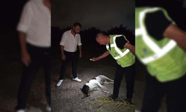 Hatay'da 11 köpek ölü bulundu