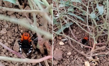 Elazığ’da zehirli tür 'Uğur Böceği Örümceği' görüldü