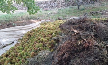 Köşk'te hasat devam ediyor: Bir bahçeden 2 ton ürün alınıyor...