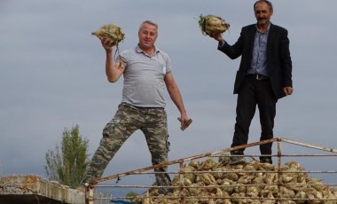 Hisarcık'ta hasat başladı: Rekoltenin 2 bin ton civarında olması bekleniyor...