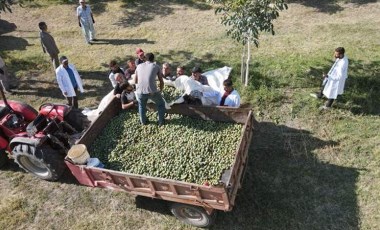 Erzincan'da çorak arazileri diktiği 35 bin fidanla yeşertti! 35 ton rekolte bekleniyor...