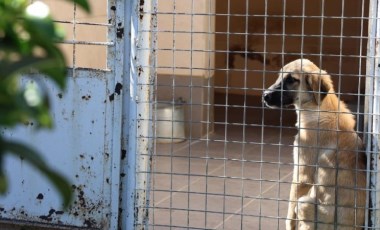 Barınakta 'öldü' denilen köpeğin uyuduğu ortaya çıktı: 'Aşağılıkça!'