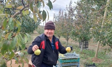 Sungurlu'da hasat başladı: Her ağaçtan 25 kilogram ürün alınıyor...