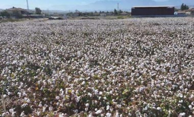 Denizli’de beyaz altın hasadı başladı! 12 bin hektar alanda ekildi...