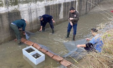 Su seviyesi düşen kanaldaki 3 bin yavru balık kurtarıldı