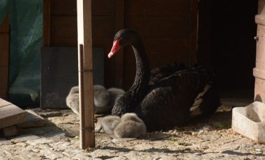 Ankara'nın sembolü Kuğulu Park'ta 29 Ekim'de 5 kuğu yavrusu dünyaya geldi