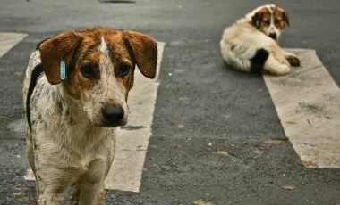 Dünya Hayvanları Koruma Günü ne zaman? Dünya Hayvanları Koruma Günü nasıl ilan edildi? Dünya Hayvanları Koruma Günü tarihçesi...