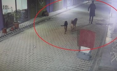 Hatay'da vahşet: İş yerinin kapısını açıp kedileri köpeklerine parçalattı