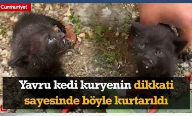 Yavru kedi kuryenin dikkati sayesinde böyle kurtarıldı