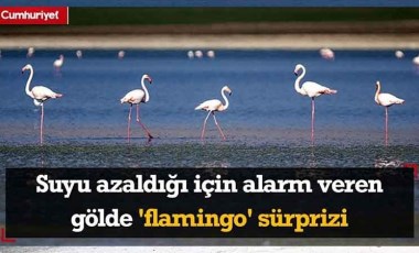 Suyu azaldığı için alarm veren gölde 'flamingo' sürprizi