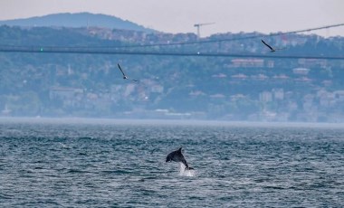 İstanbul Boğazı'nın yunusları açlıktan zayıfladı: 'Strese girmiş olabilirler'