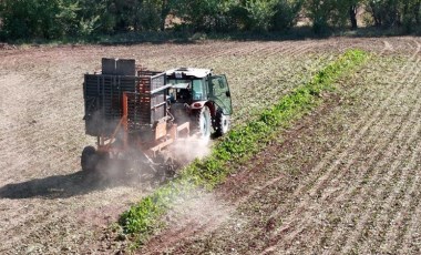 Mart ayında ekilmişlerdi hasat başladı: 'Tüm ülkeye şeker olacak'