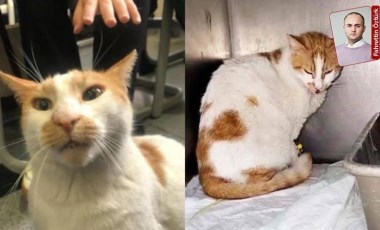 Kedi Faruk davasında mütalaa açıklandı: Sanığın 3 yıla kadar hapsi istendi