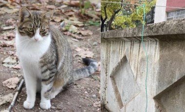 Eskişehir'de hayvana işkence! Ağaca iple asılan kedi kurtarıldı