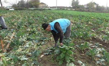 Samsun'da hasat başladı: Altın gibi değerli! Karaborsaya düştü...