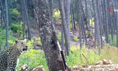 Anadolu parsı fotokapana yakalandı