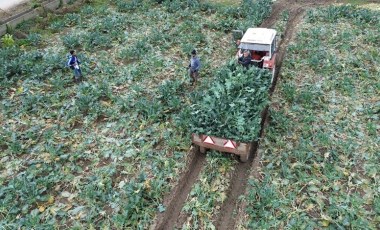 Bafra Ovası'nda yetişiyor, dönüme 2 ton ürün veriyor!