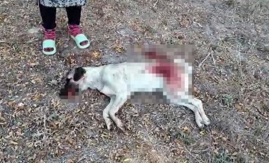 Antalya'da vahşet: Tüfekle komşusunun beslediği köpeği öldürdü, serbest bırakıldı!