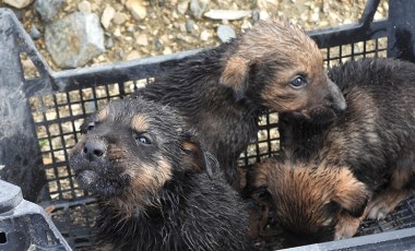 Su tahliye borusuna sıkışan yavru köpekler kurtarıldı