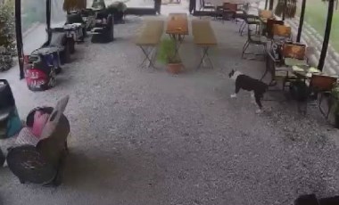 Pitbull saldırısından yaralı halde kaçmıştı... Tobi bulundu!