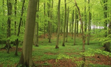 Danimarka’dan yeşil devrim: 1 milyar ağaç ve tarım arazilerinde büyük dönüşüm