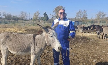 Ölüme terk edilen yaralı eşeği hayvanseverler kurtardı